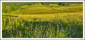 Chickory Vista