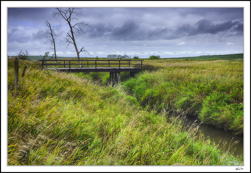 Luxuriant Fields I