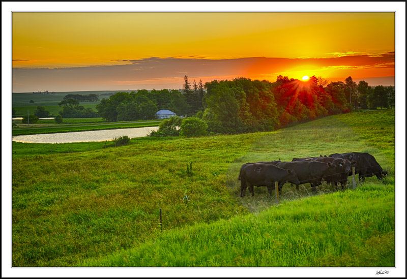  Grazing The Fenceline
