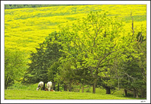 Grazing Beneath The Great Amber Fields