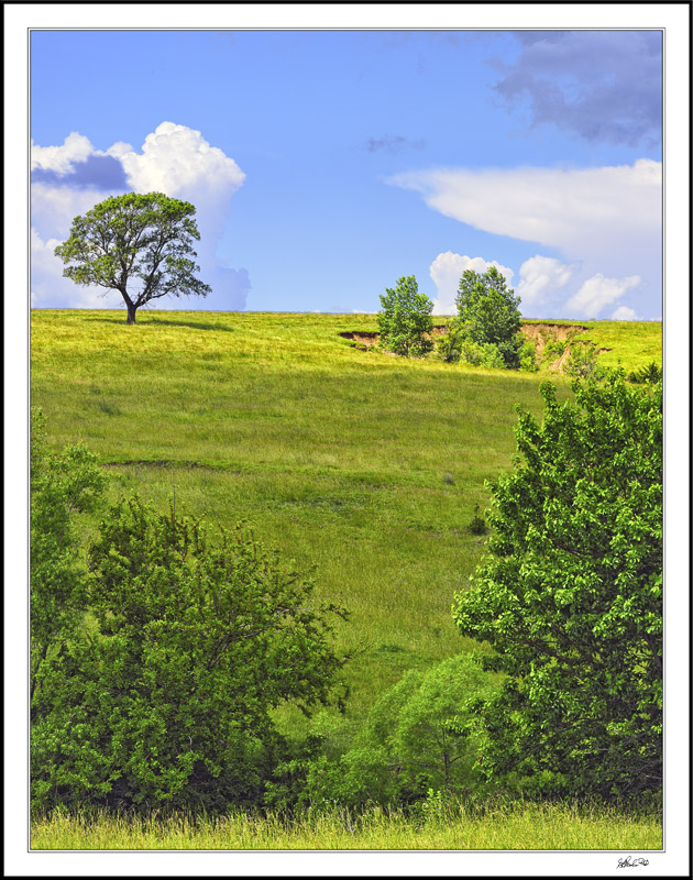 Tree, Sky, And Landfall