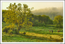 Equine Paradise