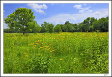 Sunflower Enriched Meadow