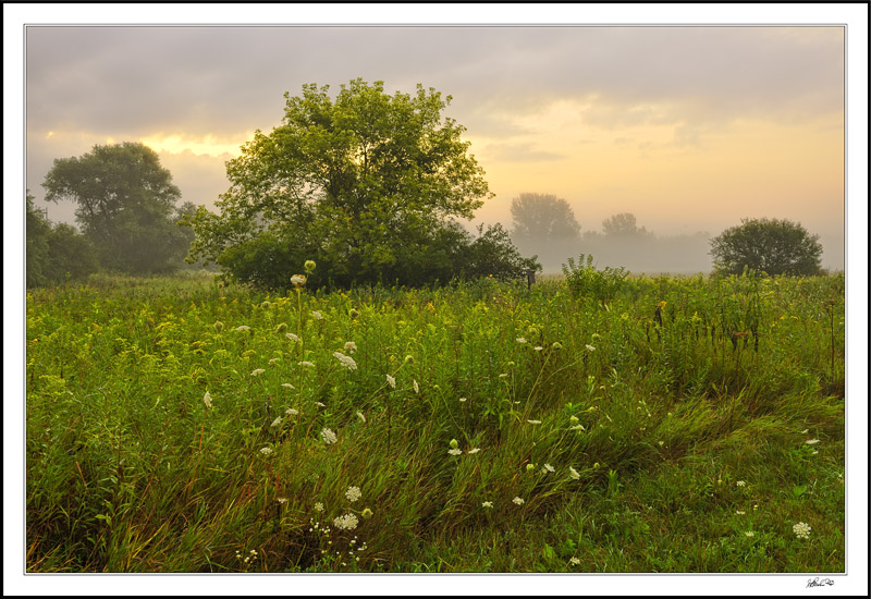 Enchanted Dawn