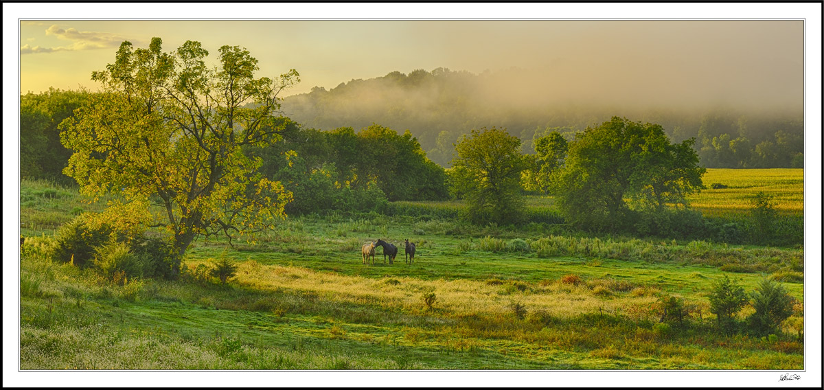 Equine Paradise