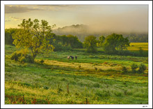 Equine Paradise