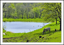 Pastoral Tranquility