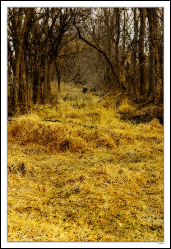 Wintergrass Cascade