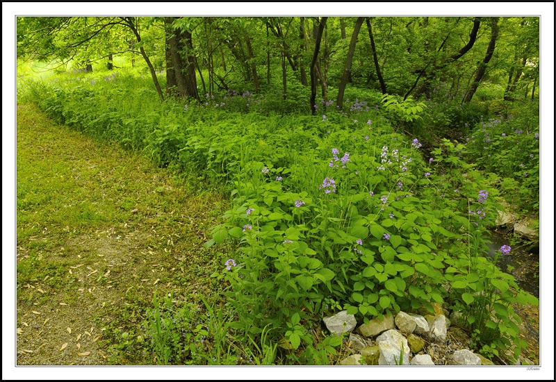 Phlox Along the Creek Bed