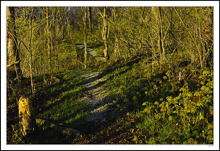 Sun Rays Shadow the Pathway