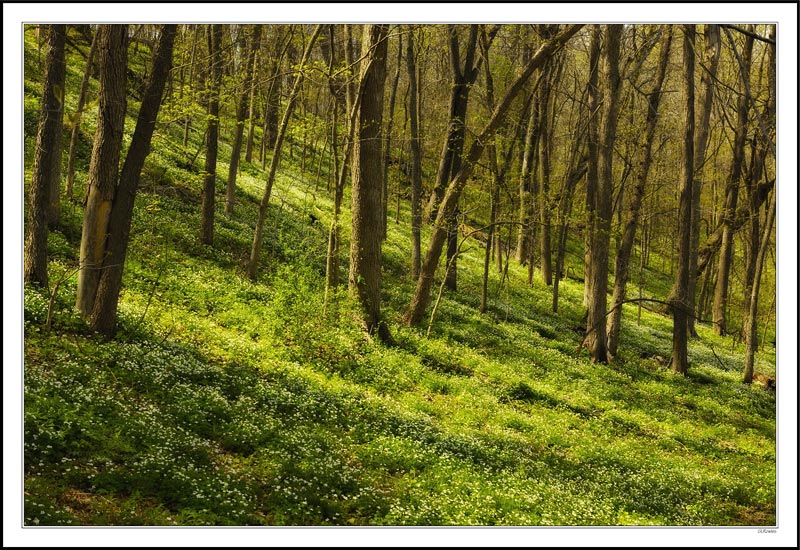 Sunbeams Race Down the Hillside