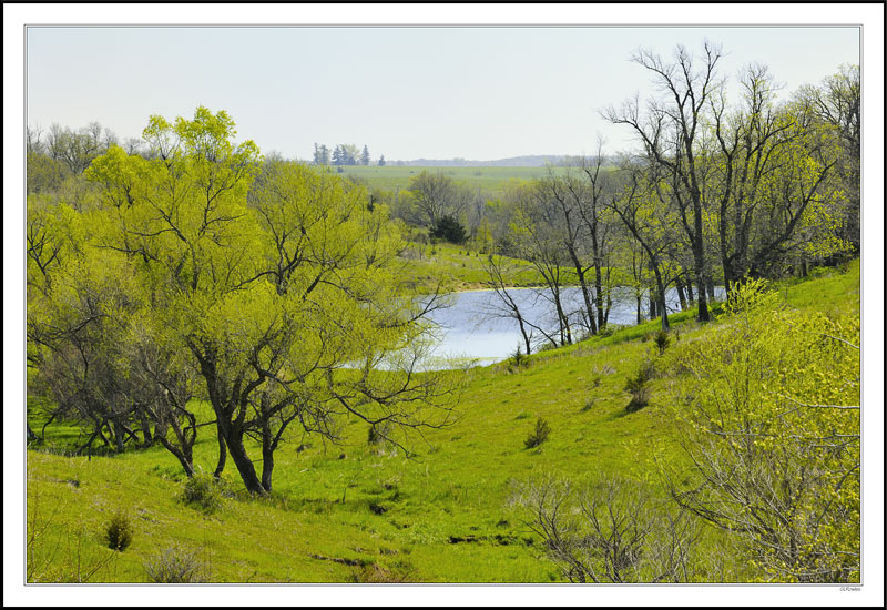 Pasture Land Comes to Life I