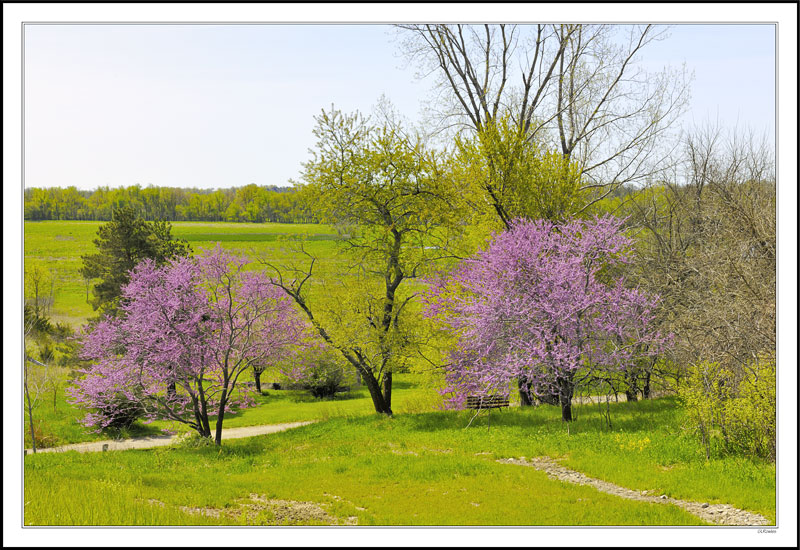 Redbuds Accent the Bike Path