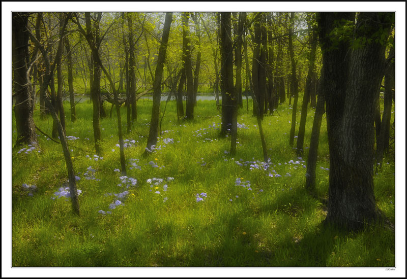 Magical Meadow