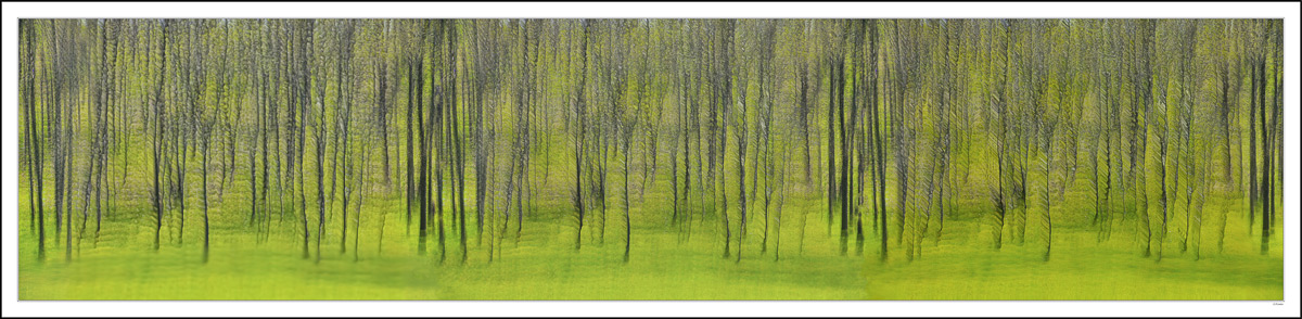 Row Upon Row of Spring Saplings