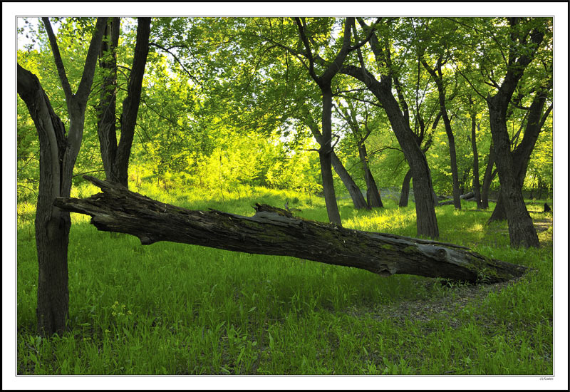 Shades of Yellows and Greens in the Awakening Meadows