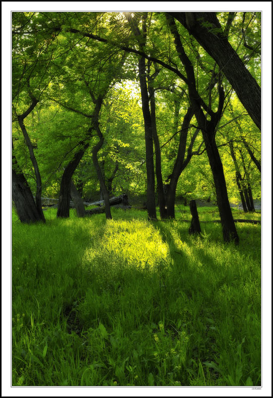 Shades of Yellows and Greens in the Awakening Meadows