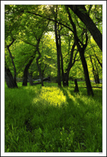 Shades of Yellows and Greens in the Awakening Meadows