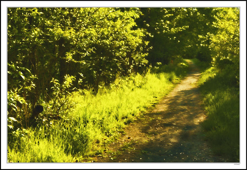 Shades of Yellows and Greens in the Awakening Meadows & Trails