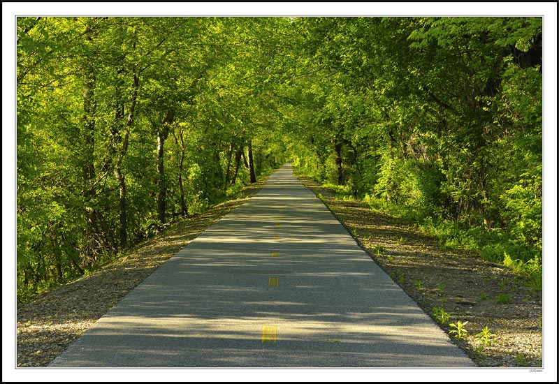 Cool Biking Under the Full Canopy