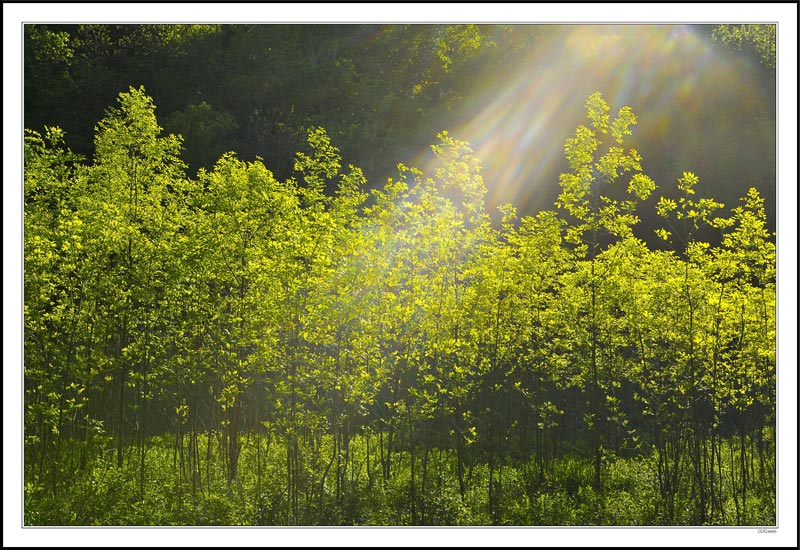 Heaven Smiles on Young Saplings