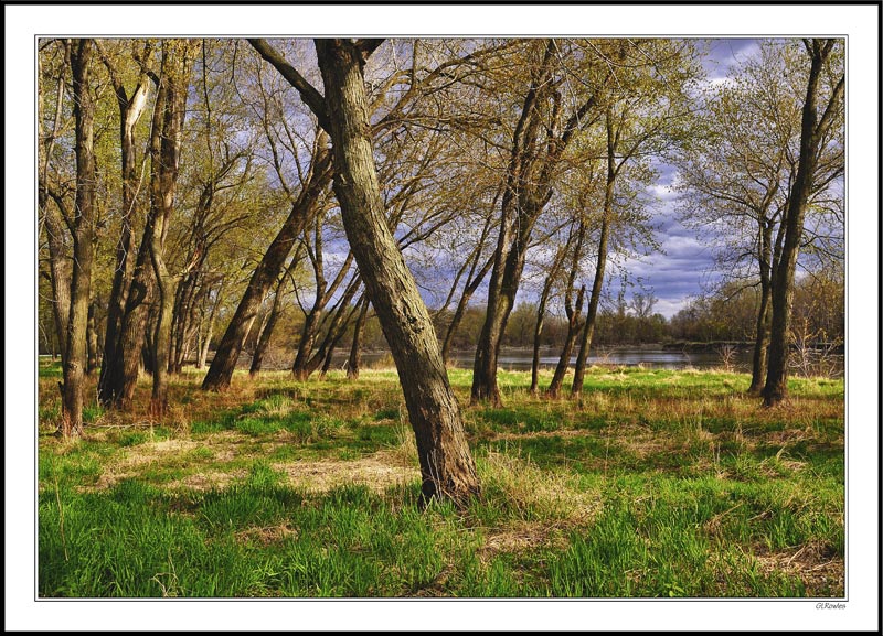 Early Buds Along the River