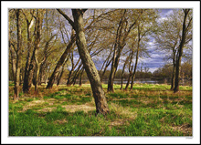 Early Buds Along the River