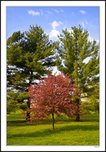 Redbud Framed