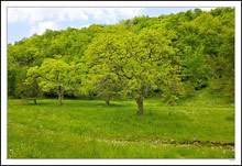 Pastoral Wonderland of Greens