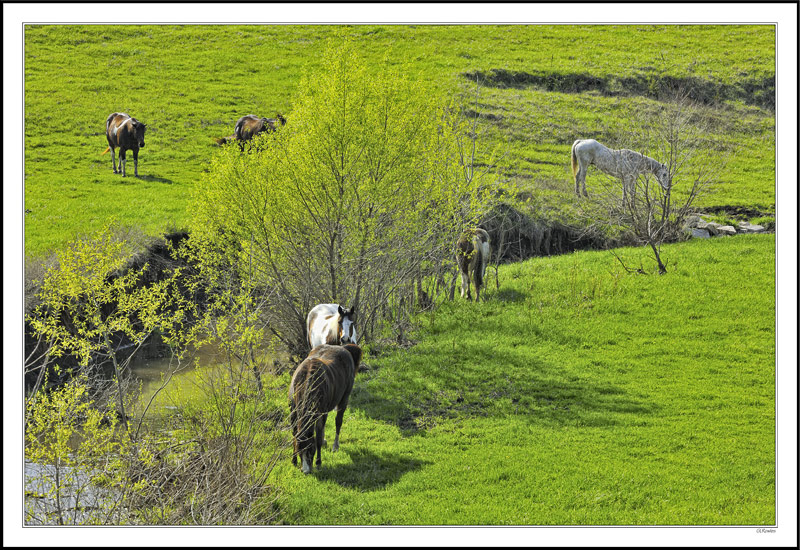 Fresh Spring Graze I