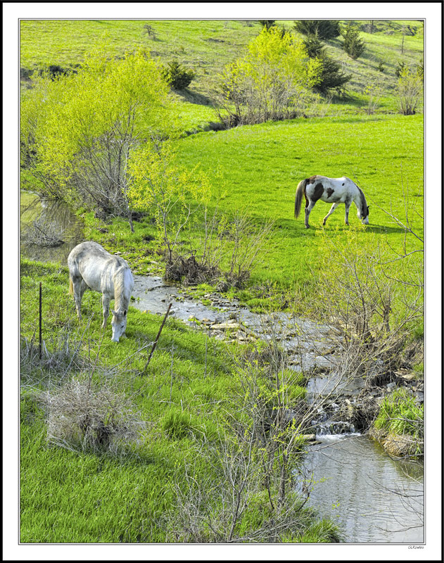 Fresh Spring Graze II