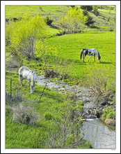 Fresh Spring Graze II