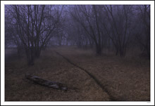 Fog-Bound Watering Trail