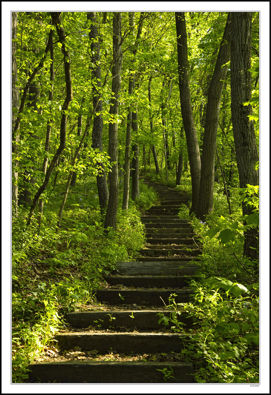 Step Into Heavenly Foliage