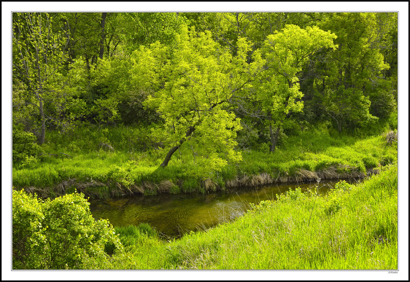 Spring Greens