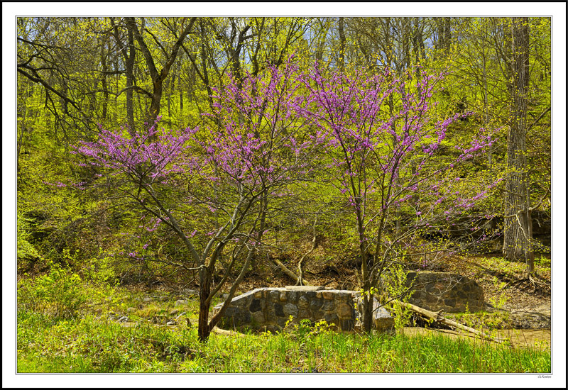 Red Bud Bridge