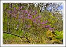 Spring Red Buds Lovely Accents 