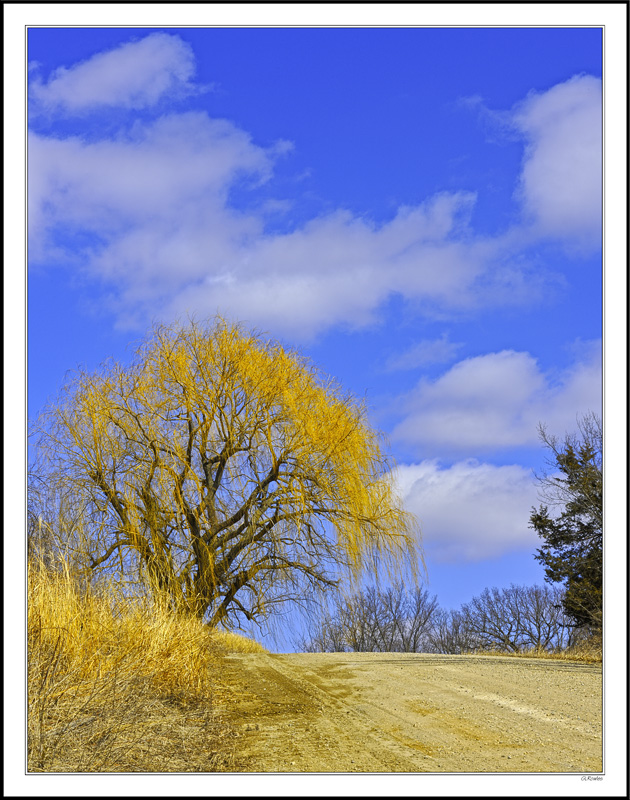 Golden Willow Meets Blue Sky