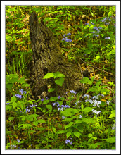 Ancient Stump Adorned With Wild Blue Phlox