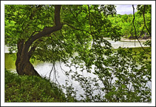 Rural Swimming Hole