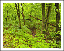 Fresh Green Foliage Fills the Banks