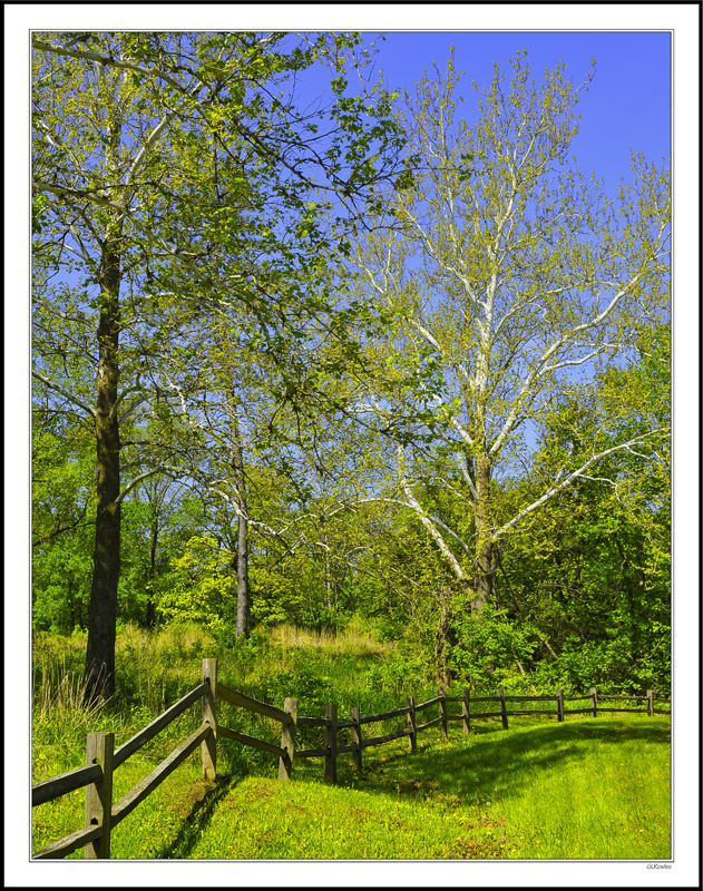 Split Rail Fence Rounds the Blooming Bend