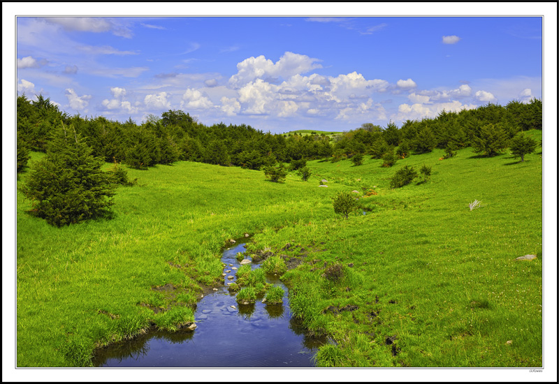 Wandering Stream Between the Hillside Conifer Rows