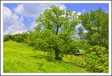 Verdant Climb Into The Clouds