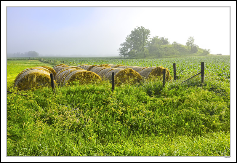 Cool Morning Mist and Filtered Sunlight