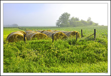 Cool Morning Mist and Filtered Sunlight