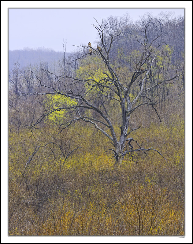 Spring Transition