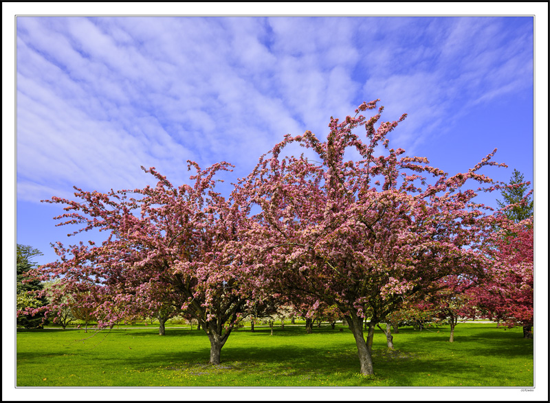 Heavenly Blossoms II