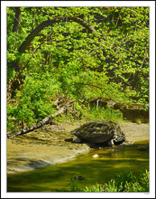 Stone Turtle Drinking I