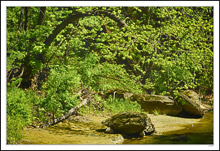 Stone Turtle Drinking II